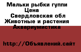 Мальки рыбки гуппи › Цена ­ 10 - Свердловская обл. Животные и растения » Аквариумистика   